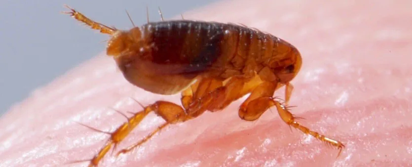 fleas 2