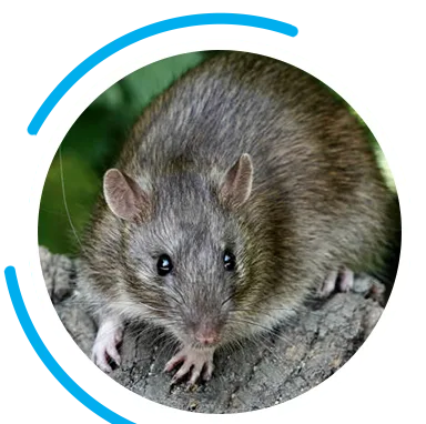 Hero Rat