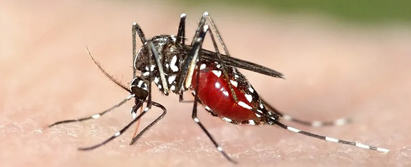 mosquito 1140x640