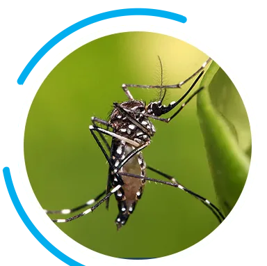 hero mosquitoes