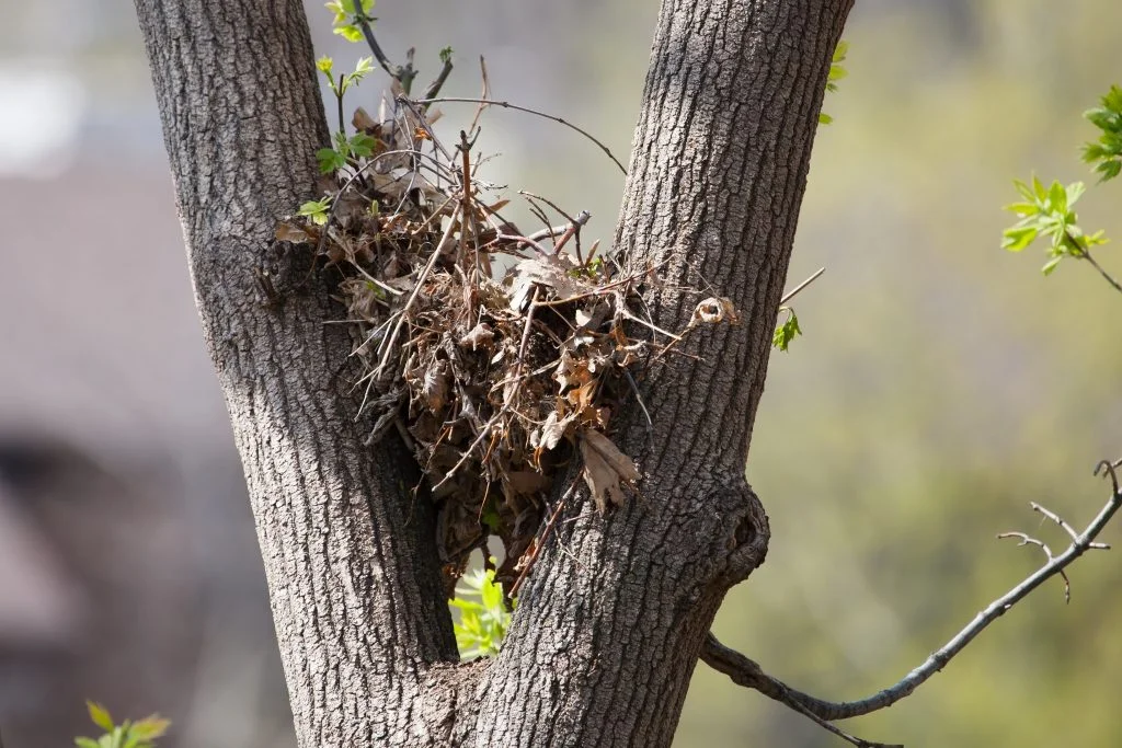 Squirrels nest