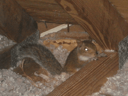 Squirrels