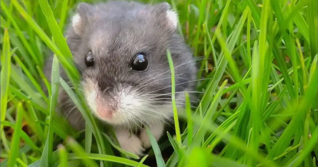 at what temperature do mice die