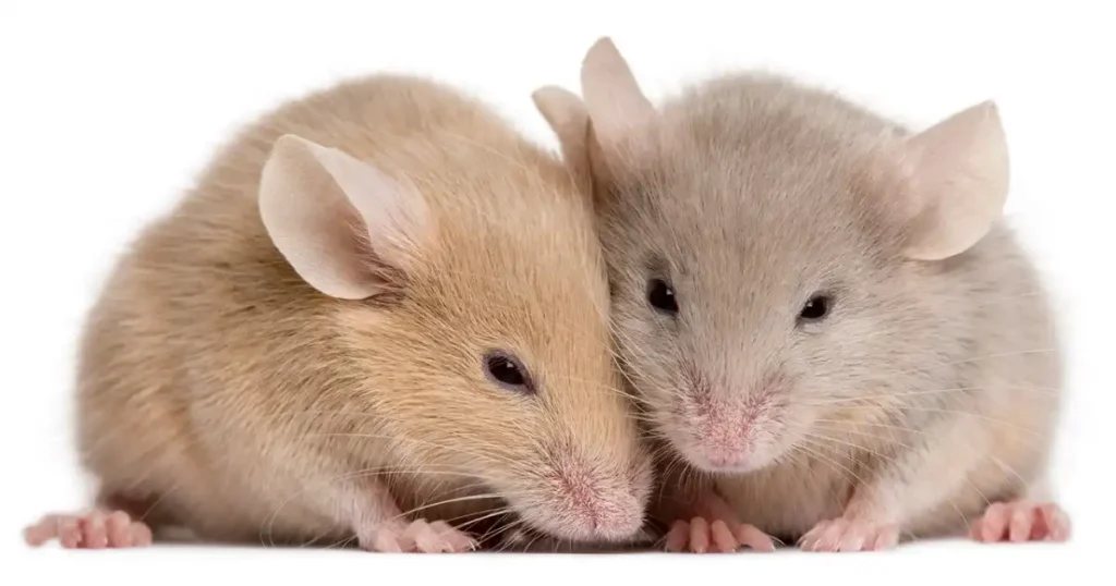 do mice squeak when they are dying