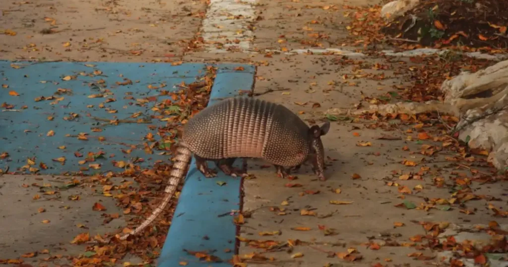 rabid armadillo