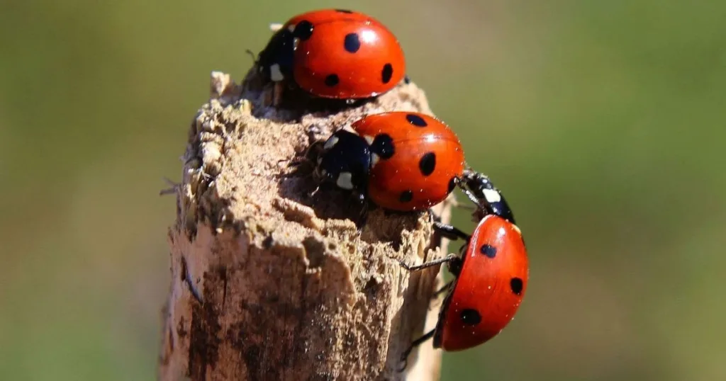 types of ladybugs
