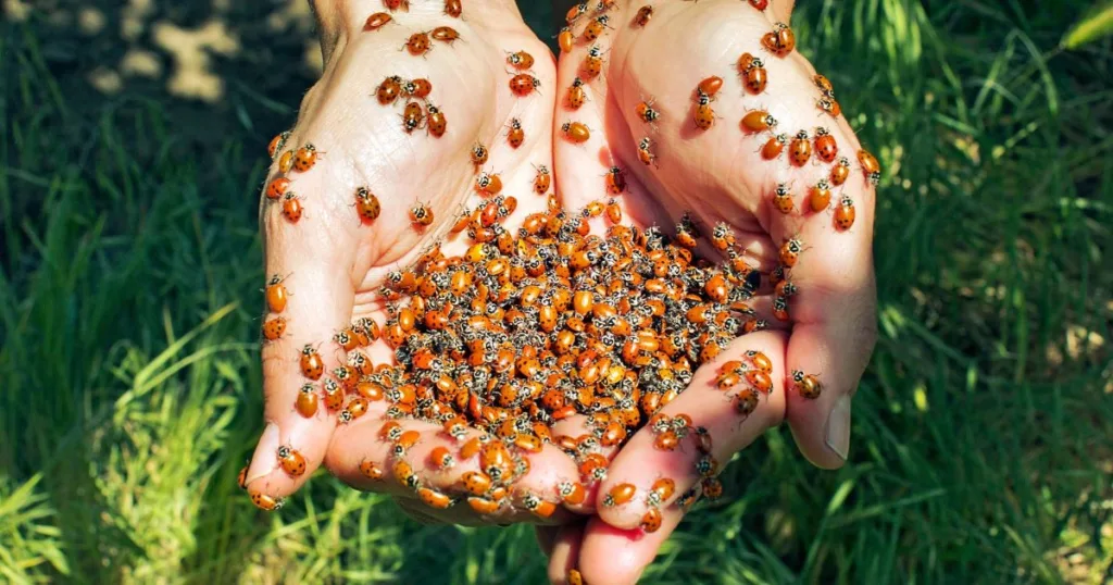 types of ladybugs
