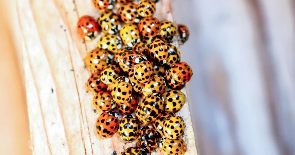types of ladybugs
