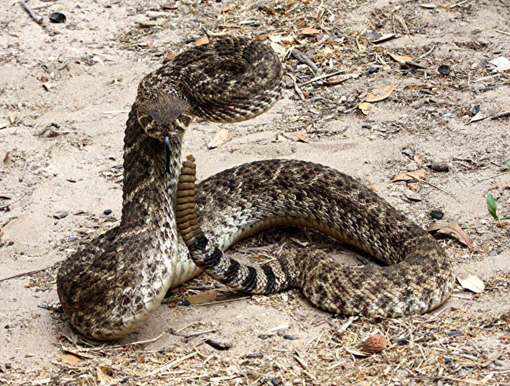 Wildlife Removal HG Snakes 0726 17