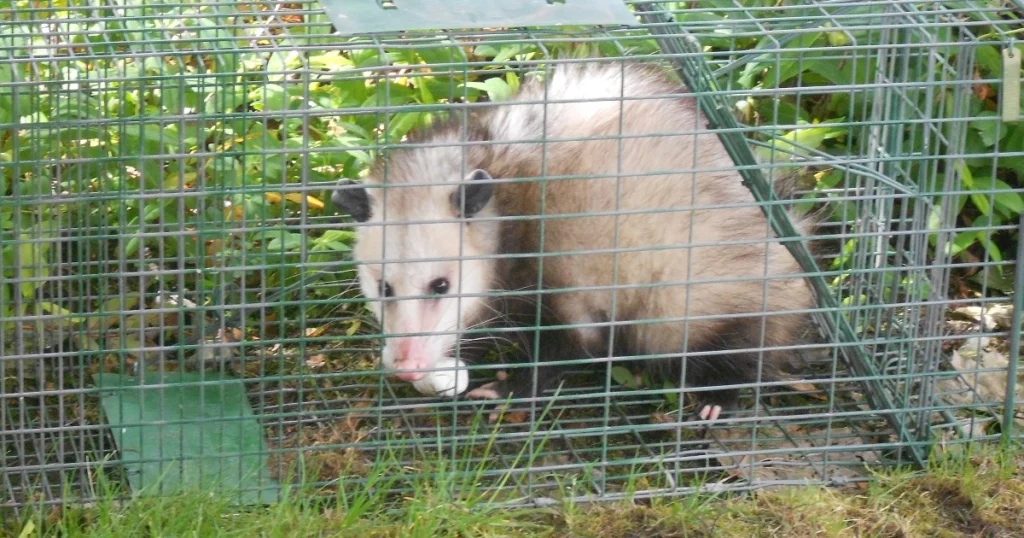 how to get rid of opossum under deck