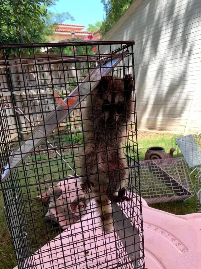 Racoon captured