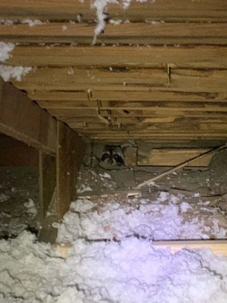 Racoon in the Attic