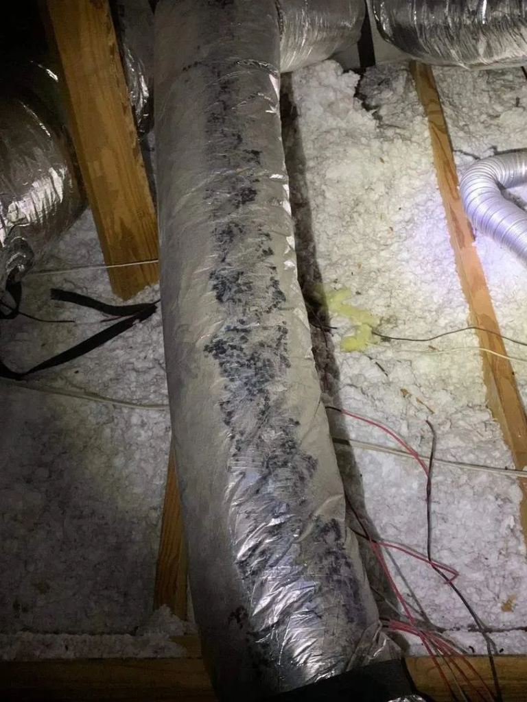 Critters in the attic