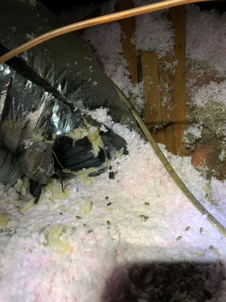 electrical wire damage - rat infestation