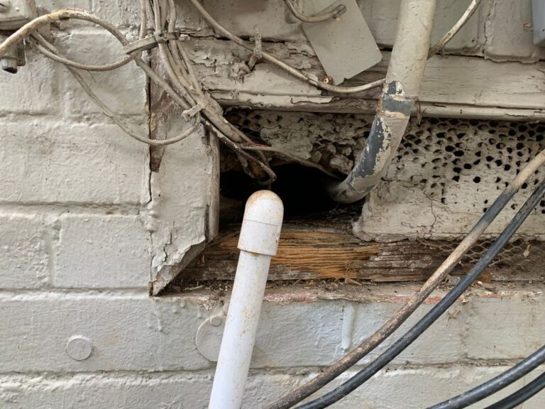 critter damage gas and electrical lines