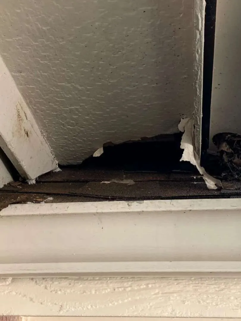 front door for a family of raccoons