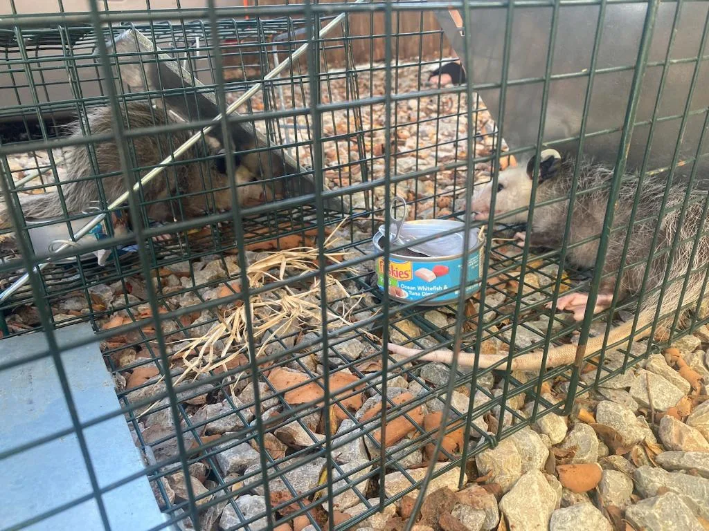 Relocating Trapped Opossums