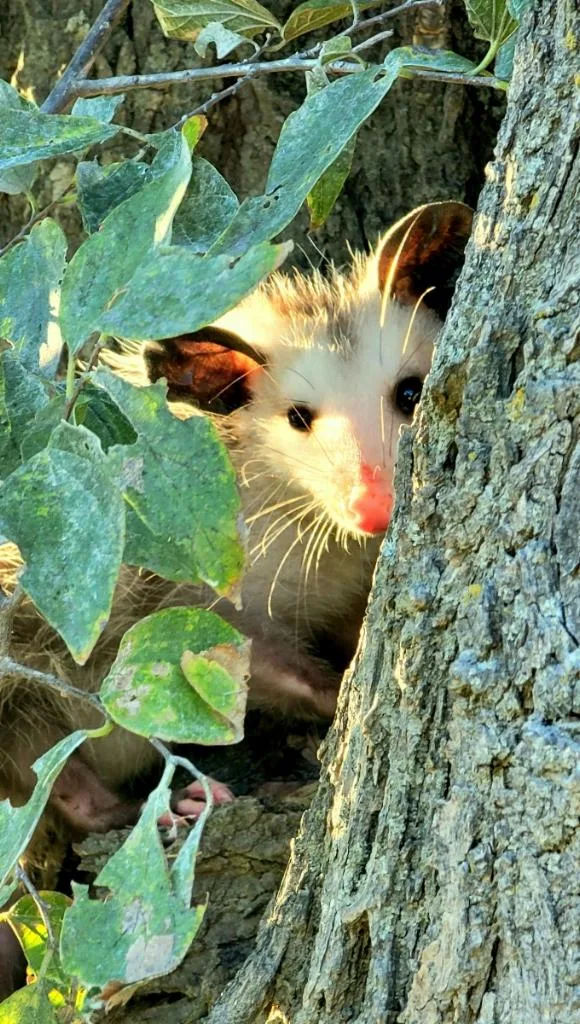 Opossum in Wild