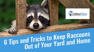 Keep Raccoons Out of Your Yard and Home