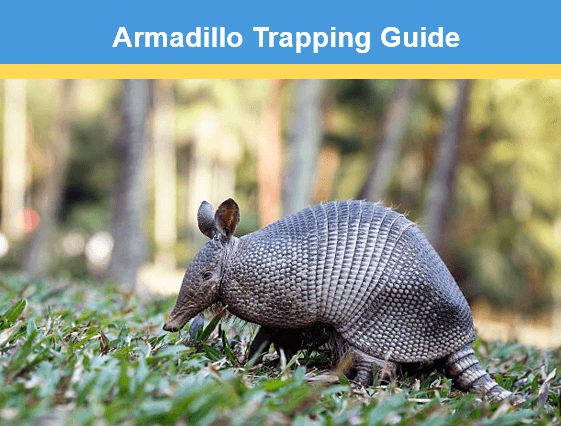 Armadillo Trapping Guide