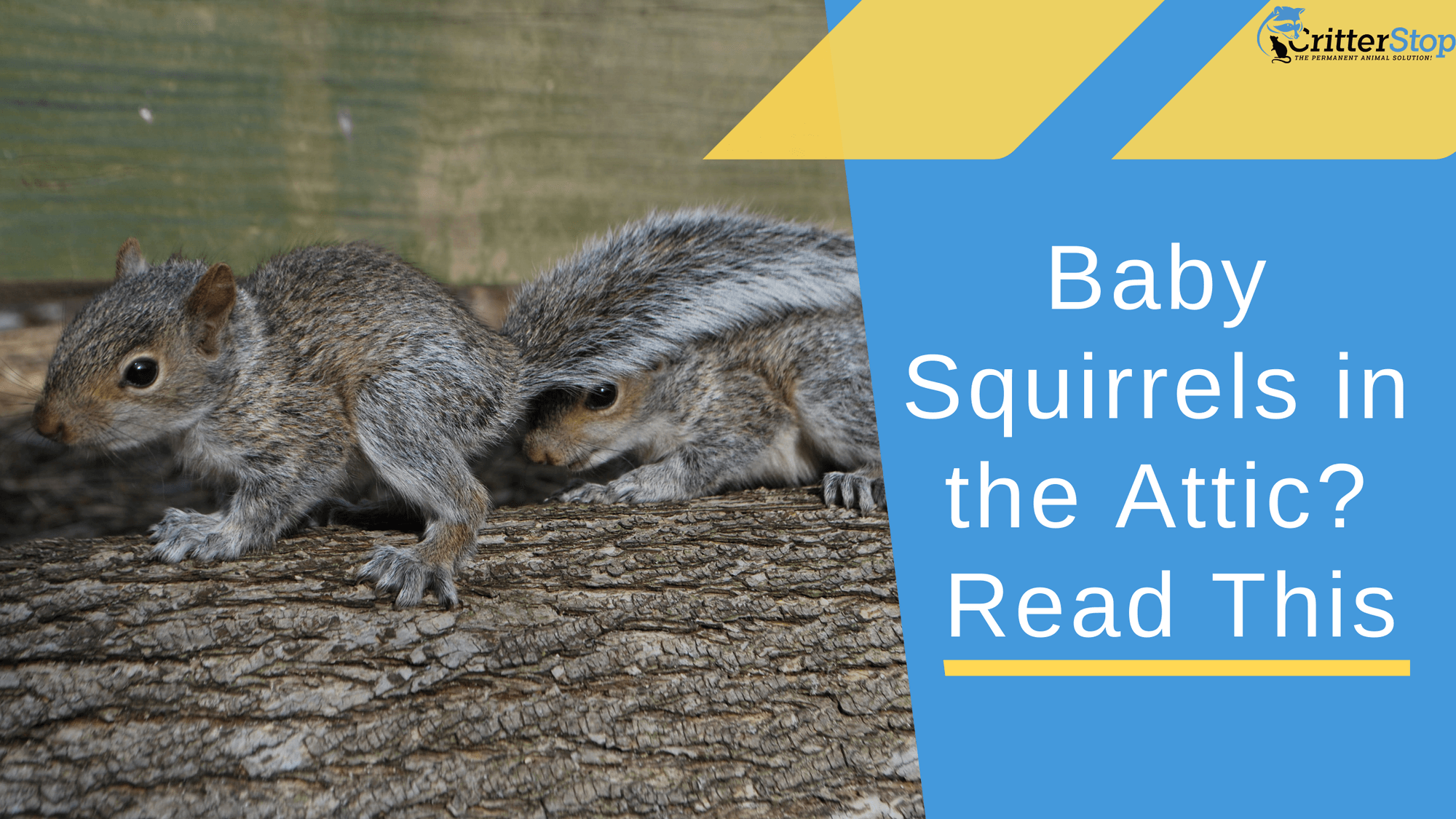 Baby Squirrels in the Attic? Read This!