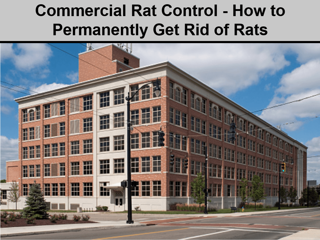 Commercial Rat Control - How to Permanently Get Rid of Rats