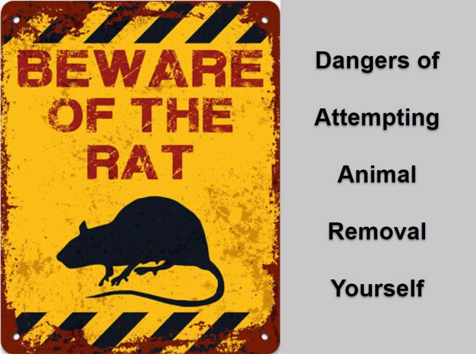 Dangers of Attempting Animal Removal Yourself
