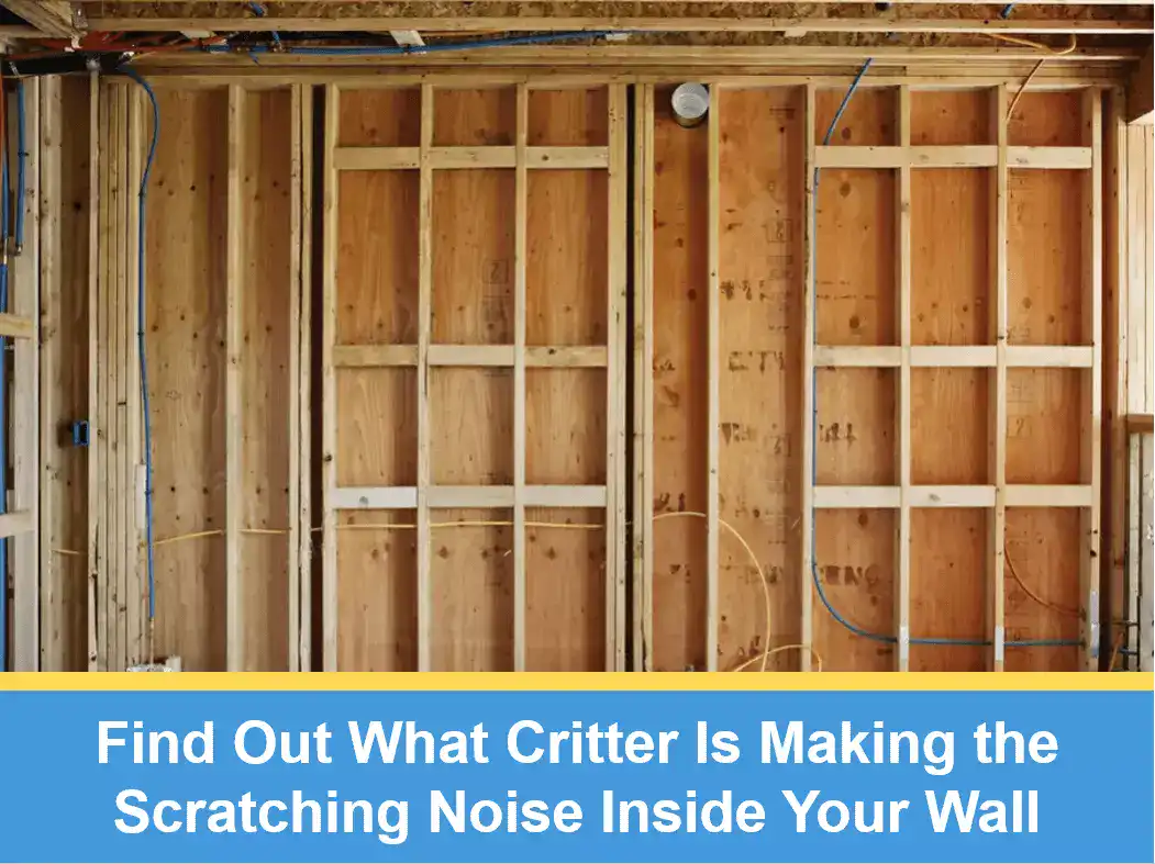 Find Out What Critter Is Making the Scratching Noise Inside Your Wall