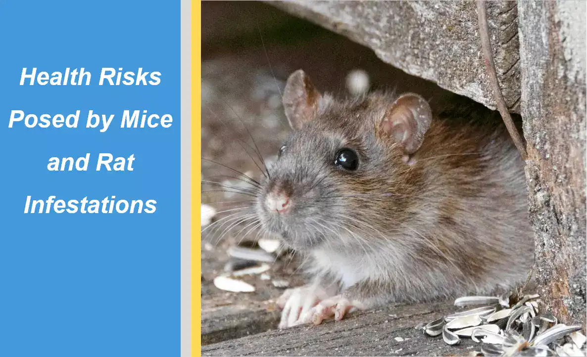 Health Risks Posed by Mice and Rat Infestations