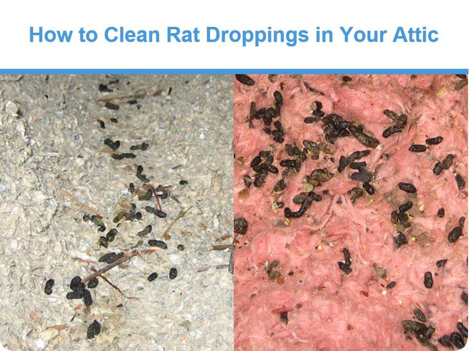 How to Clean Rat Droppings in Your Attic