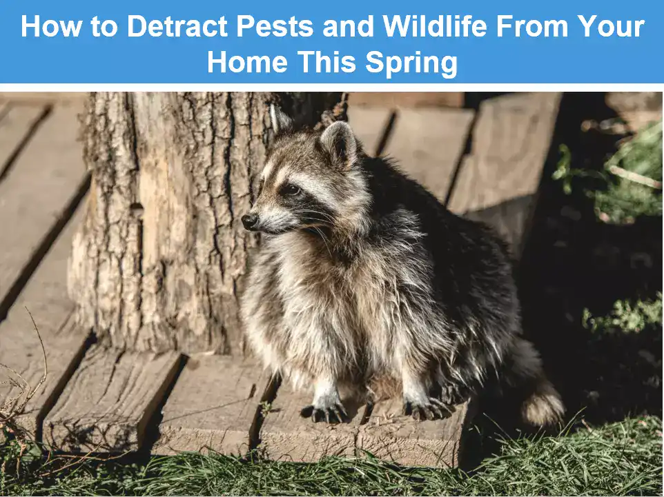 How to Detract Pests and Wildlife From Your Home This Spring