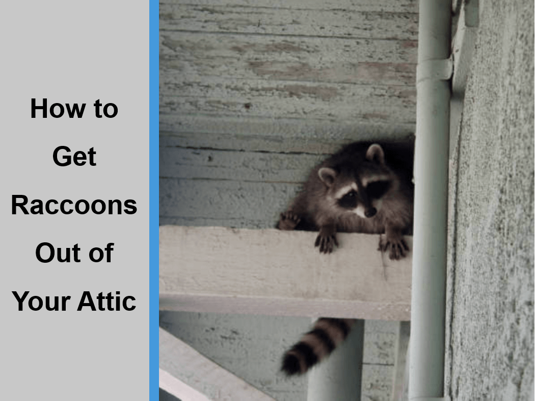 How to Get Raccoons Out of Your Attic
