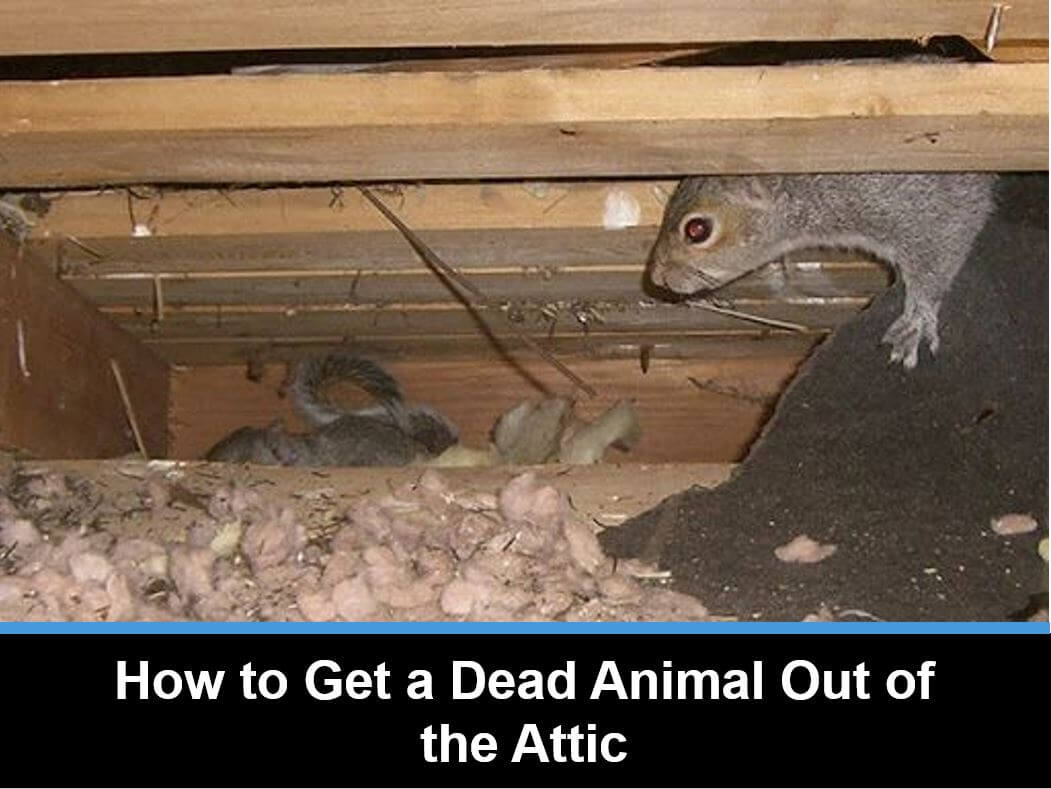 How to Get a Dead Animal Out of the Attic