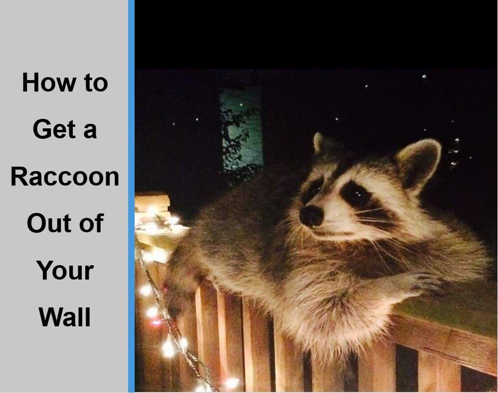 How to Get a Raccoon Out of Your Wall?