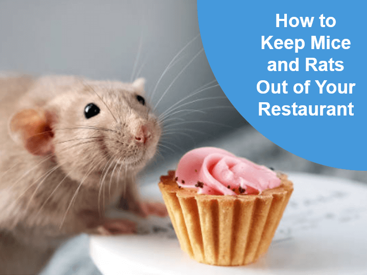 How to Keep Mice and Rats Out of Your Restaurant
