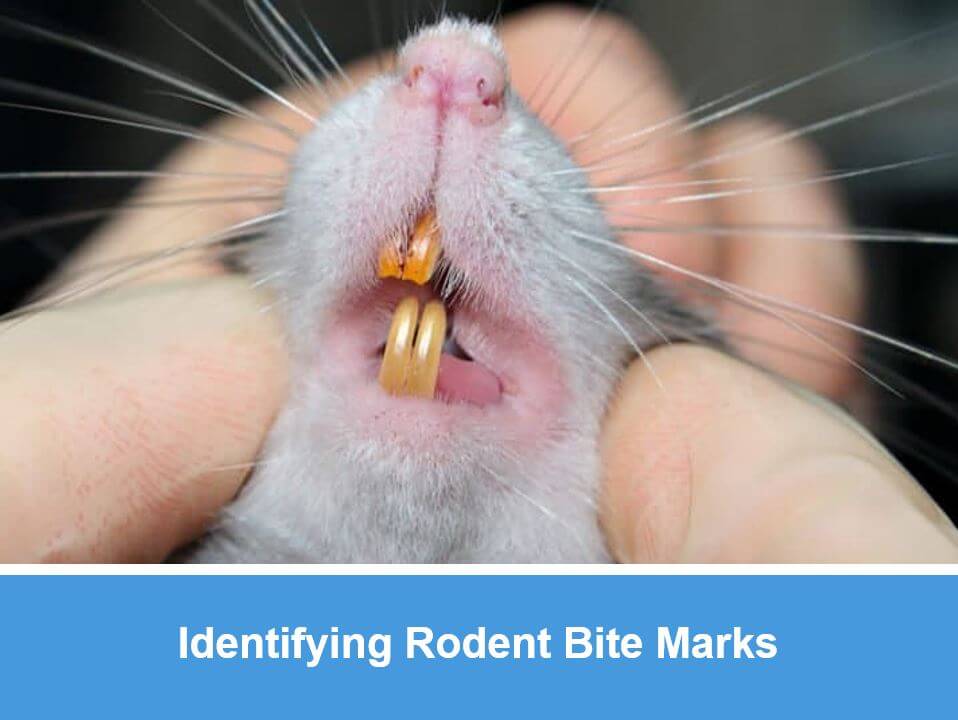 Identifying Rodent Bite Marks