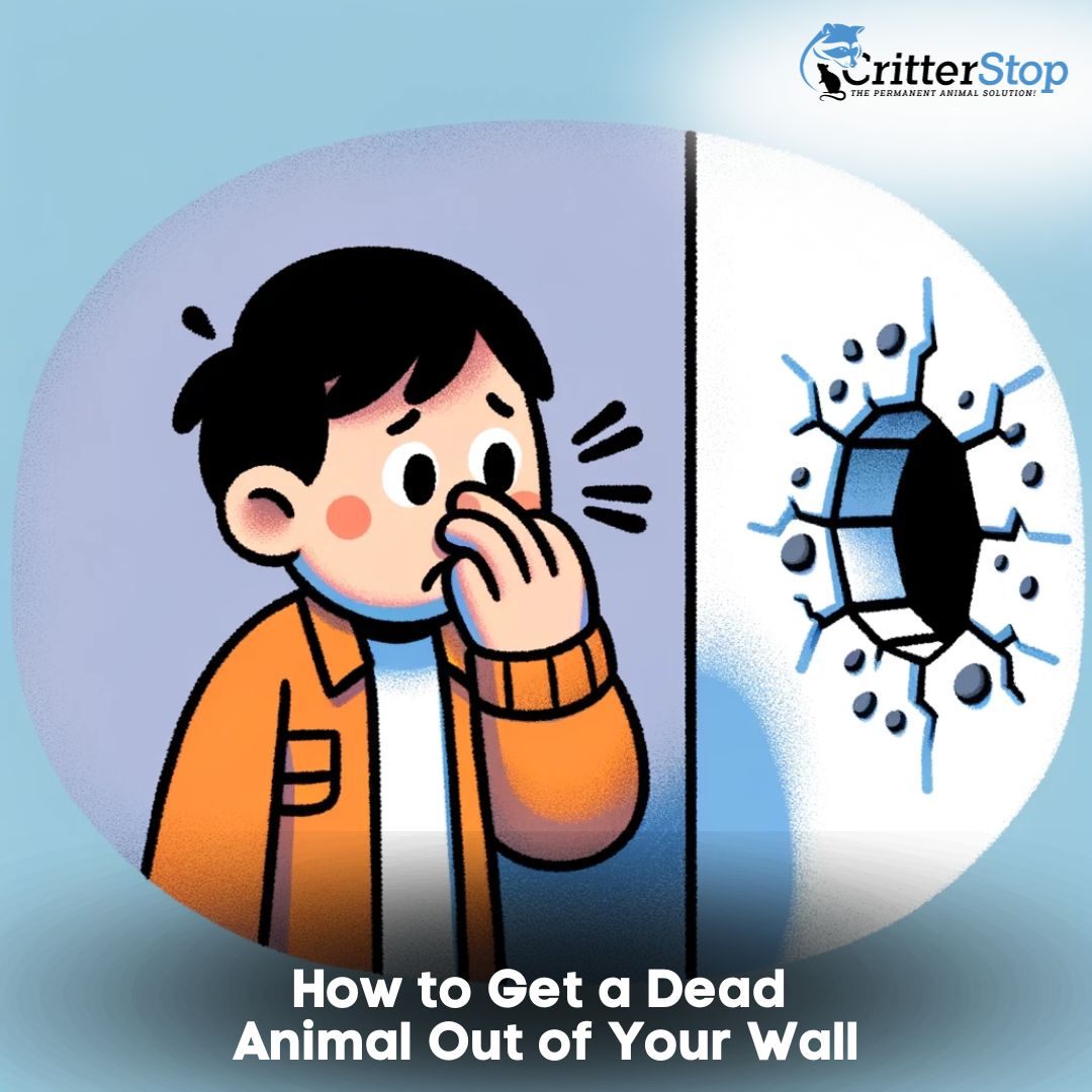 How to Get a Dead Animal Out of Your Wall