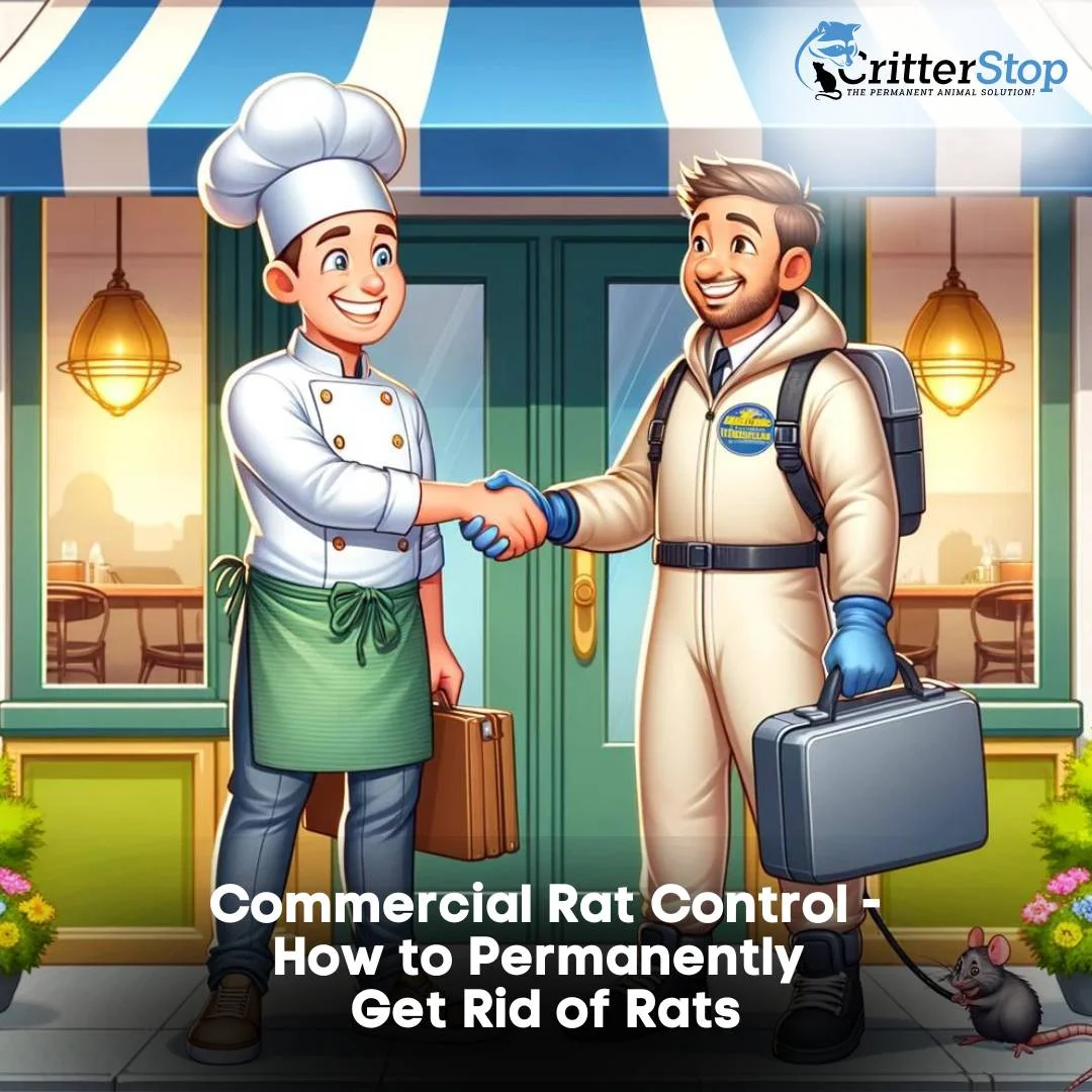 Commercial Rat Control - How to Permanently Get Rid of Rats