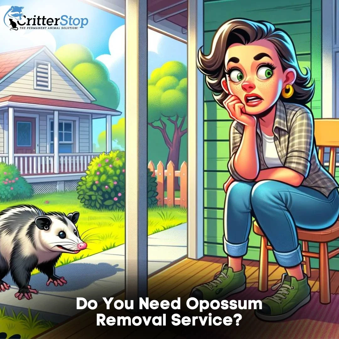 Do You Need Opossum Removal Service?