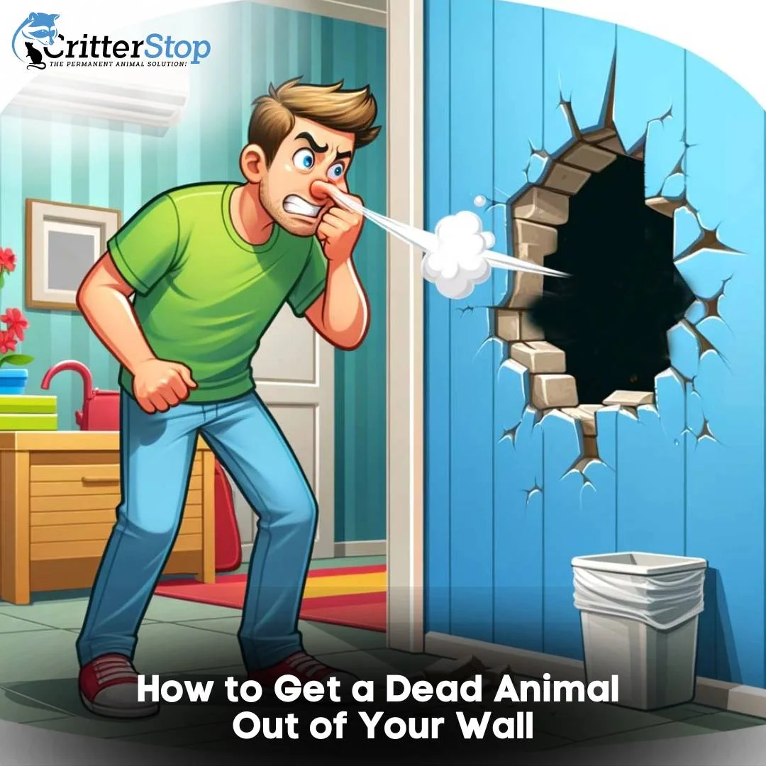 How to Get a Dead Animal Out of Your Wall