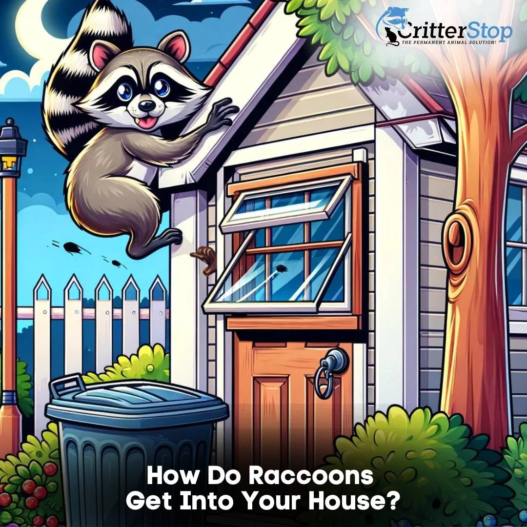How Do Raccoons Get Into Your House?