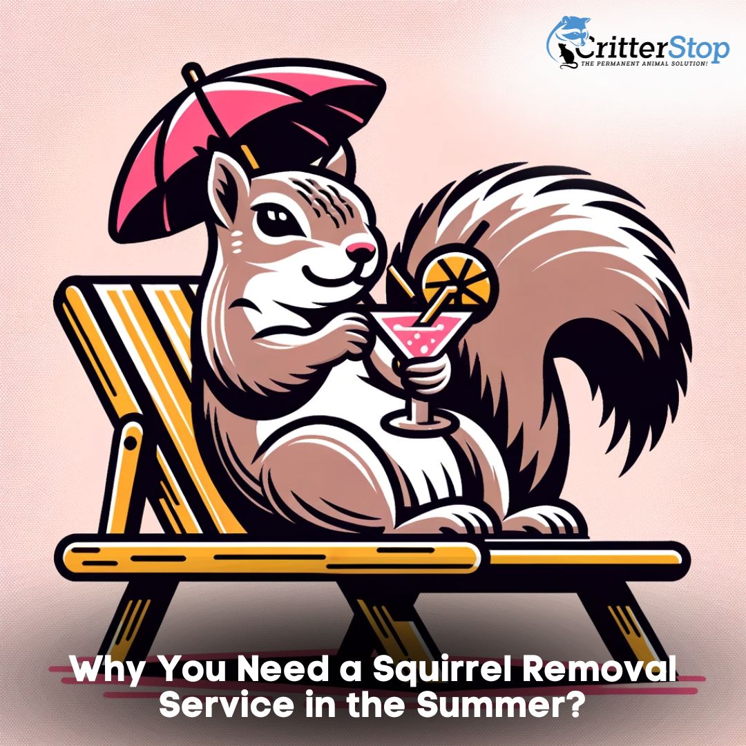 Why You Need a Squirrel Removal Service in the Summer?