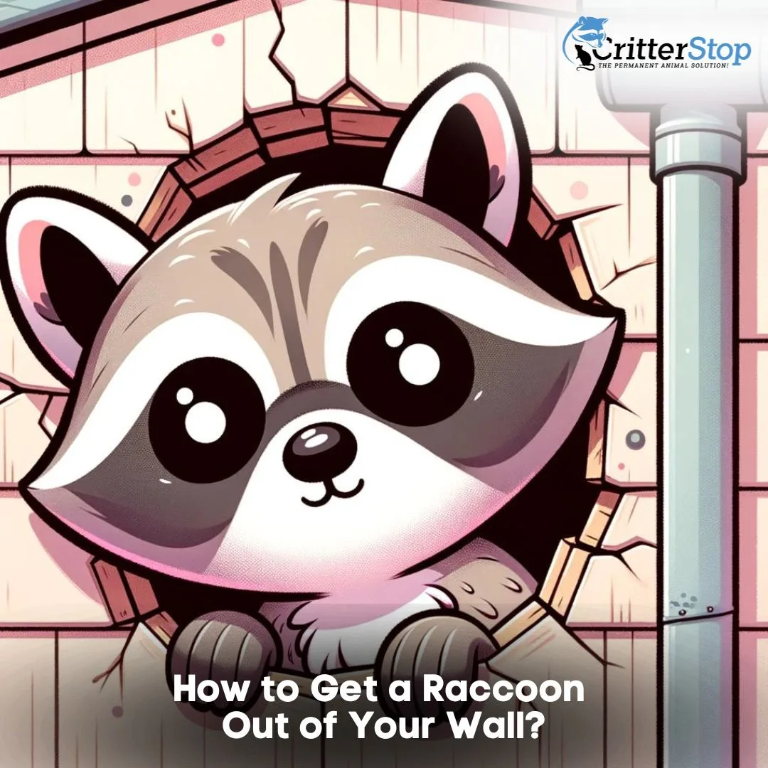 How to Get a Raccoon Out of Your Wall?