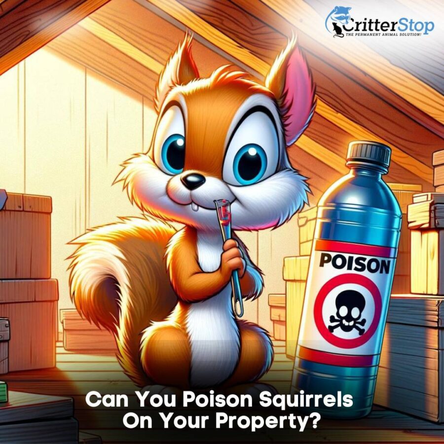 Can You Poison Squirrels On Your Property? Is it legal to poison