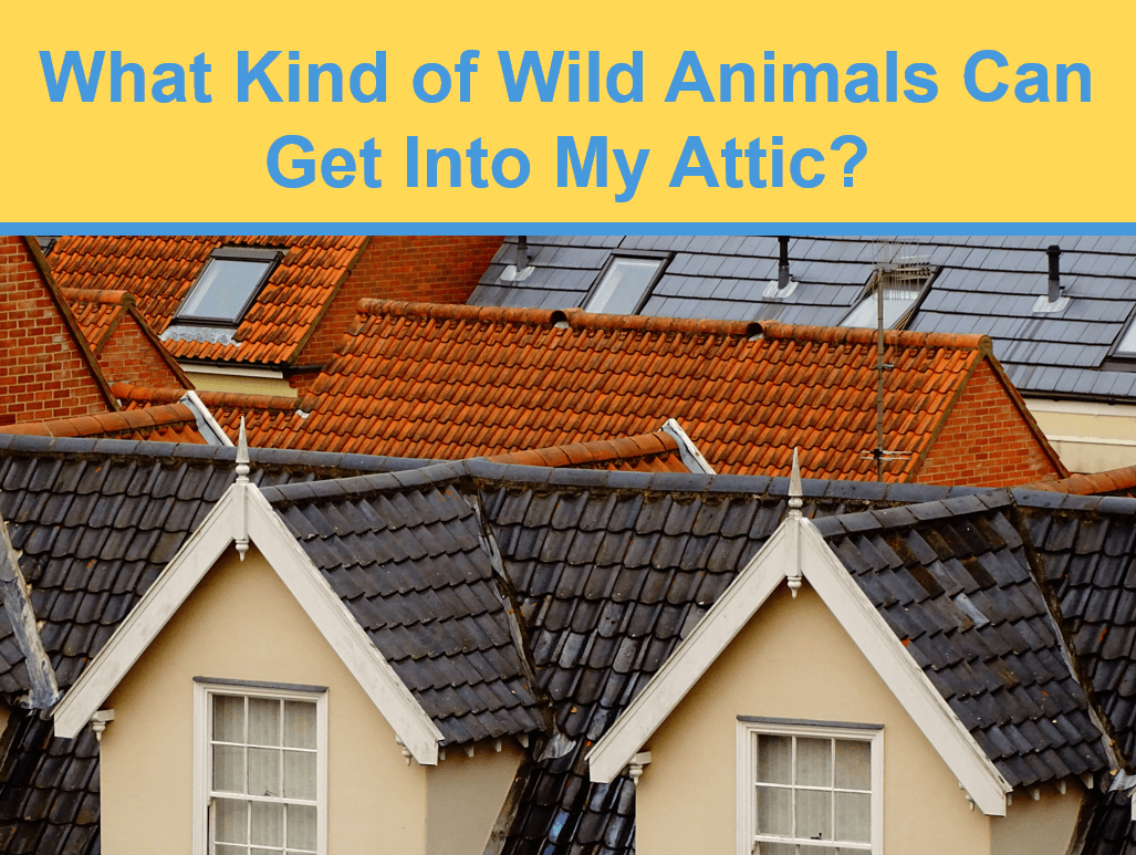 What Kind of Wild Animals Can Get Into My Attic?