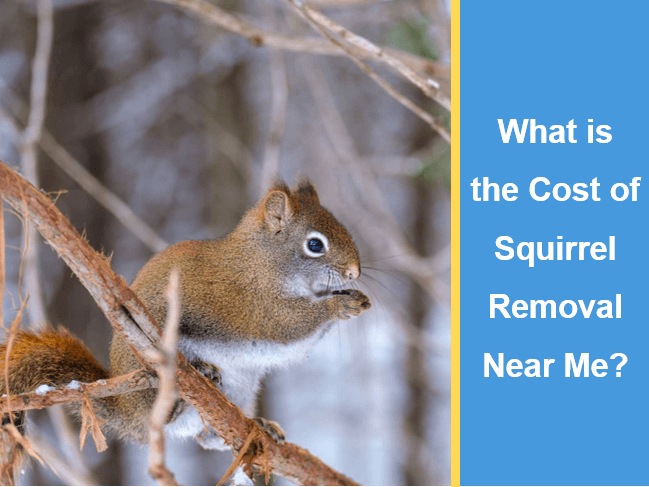 What is the Cost of Squirrel Removal