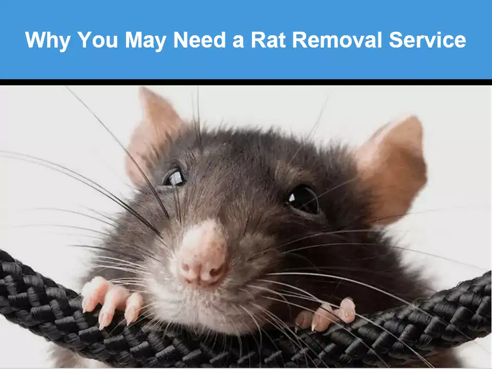 Why You May Need a Rat Removal Service