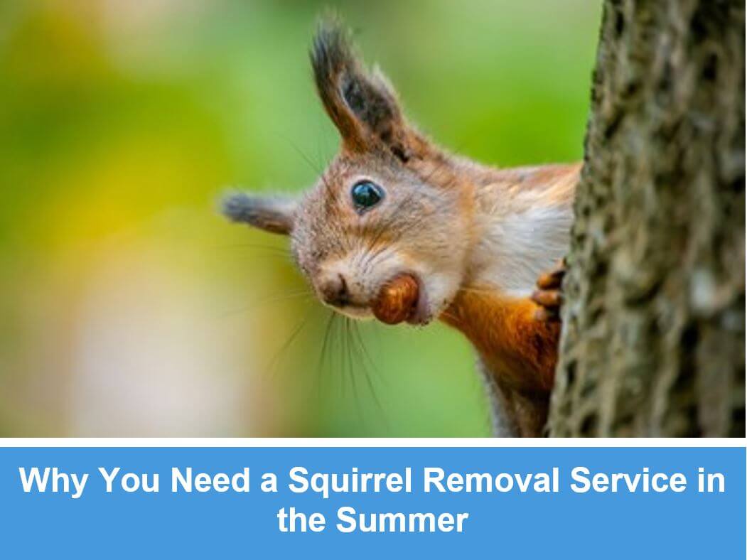 Why You Need a Squirrel Removal Service in the Summer?