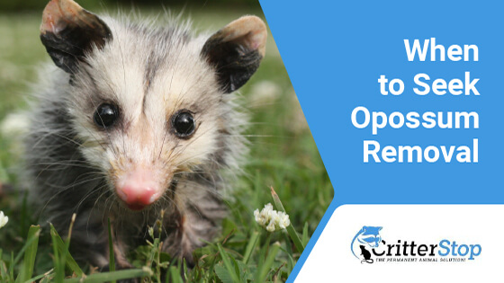 Opossum Removal Tips