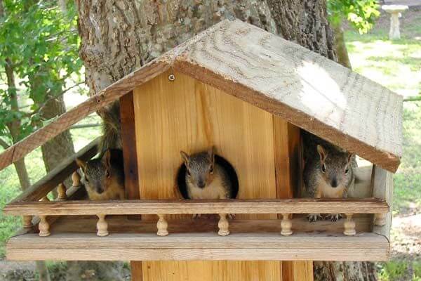 Squirrels Home